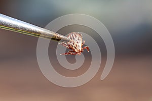 A dangerous parasite and infection carrier mite photo