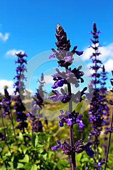 True lavender, English Lavender, Lavandula angustifolia