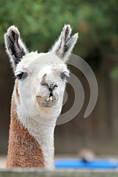 The True Llama