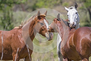 True love in the countryside, a horse and his mare express all their love for their foal