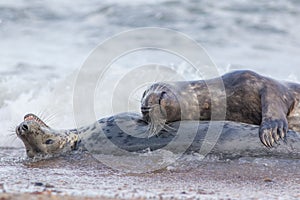 True love. Creature comforts. Animal affection between pair of loving seals