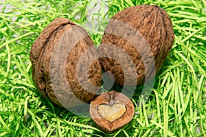 True love is always in the walnuts