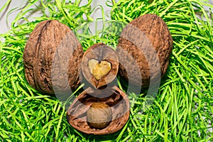 True love is always in the walnuts