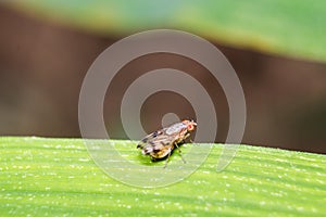 True macro fly portrait