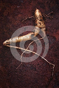 The true Mandrake root Mandragora officinarum, In this plant a photo