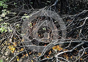 True mangrove tree species Rhizophora