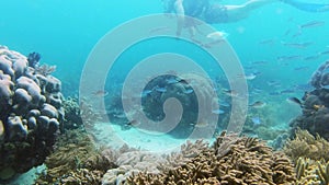 This is the true meaning of life. 4k video footage of a handsome young man scuba diving among scissortail fusiliers in