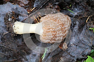 True morel Morchella deliciosa mushroom in forest