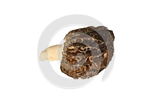 True morel Morchella esculenta on white