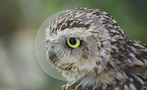 True owl portrait