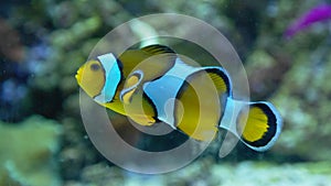 True Perkula Clownfish, Novosibirsk Zoo