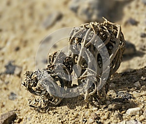 True Rose of Jericho Plant in its Dormant State in the Negev in Israel