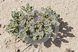 True Rose of Jericho Plant in its Living Growing State in the Negev in Israel