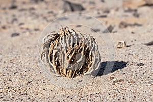 True Rose of Jericho Resurrection Plant in its Dormant State in the Makhtesh Ramon Crater in Israel