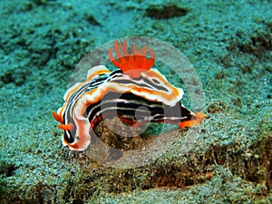 True sea slug