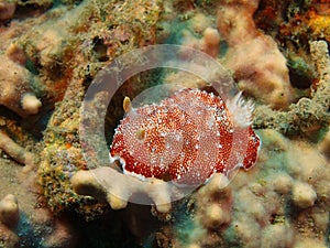 True sea slug