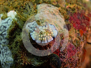 True sea slug