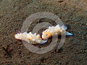 True sea slugs