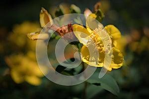 True St. John`s wort - Hypericum perforatum