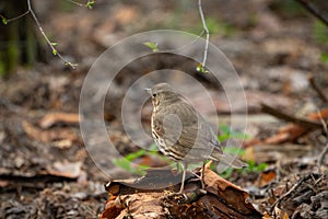 True thrush female bird close-up portrait in the forest