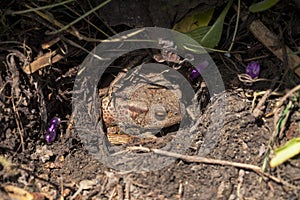 A true toad in a garden