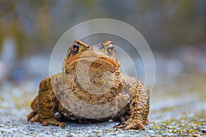 True toad sitting on the gray asphalt road