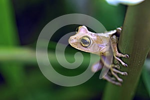 True tree frog, amphibian sighted in remaining Atlantic Rainforest