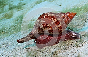 True Tulip Snail - Cozumel photo