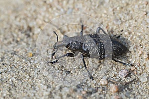 True weevil - Coniocleonus hollbergi