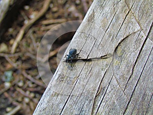 True weevil or snout beetle