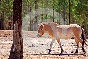 A True Wild Horse, The Taki