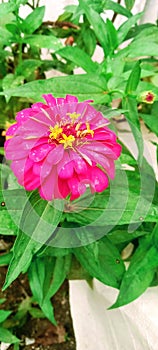 A true zinnia are easy for beginners to grow from seed ,and they   making them a bloomer for lazy gardener.