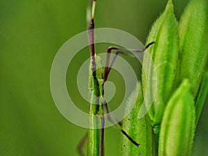 Truebugs sitting on rice.