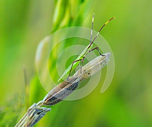Truebugs sitting on rice.