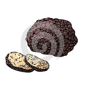 truffle mushroom sketch hand drawn vector