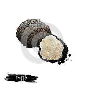 Digital art illustration of Truffle mushroom, Tuber aestivum isolated on white background. Organic healthy food. Fruiting body. photo