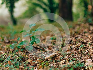 Truffle Mushroom in the woods