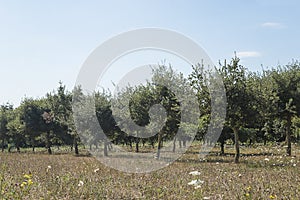 Truffle`s oaks trees garden