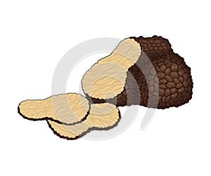 Truffle and Thin Slices as Subterranean Ascomycete Fungus Vector Illustration