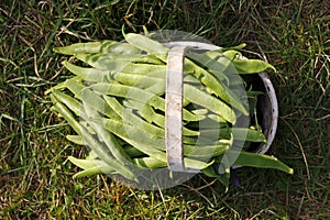 A trug filled with green runner beans