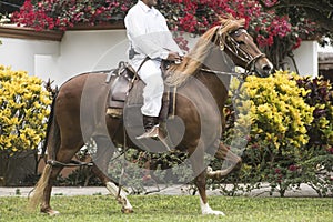 TRUJILLO, PERU-June 2014: Peruvian Paso horses being ridden by men in traditional clothing with chalan with typical chouth in photo