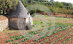 Trullo in kitchen garden near Alberobello, Italy photo