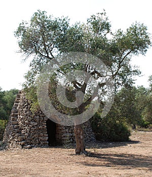 Trullo with Olive Tree