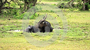 Truly wildlife one water buffalo repose on nature marsh