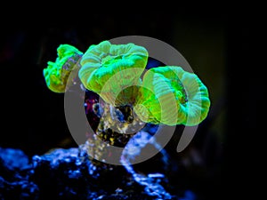 Trumpet Coral Caulastrea curvata in aa reef aquarium LPS coral