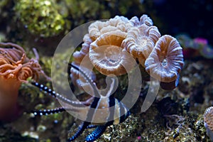 Trumpet coral colony and blurred Banggai cardinalfish swim in water current, active animal in reef marine aquarium