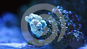 trumpet coral small frag in powerful circular current of nano reef marine aquarium, hard to keep species organism colony grow in