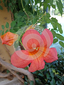 trumpet creeper