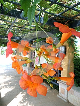 trumpet creeper