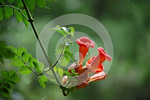 Trumpet creeper